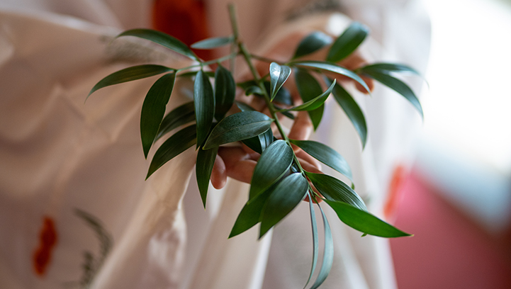 梛（なぎ）の葉